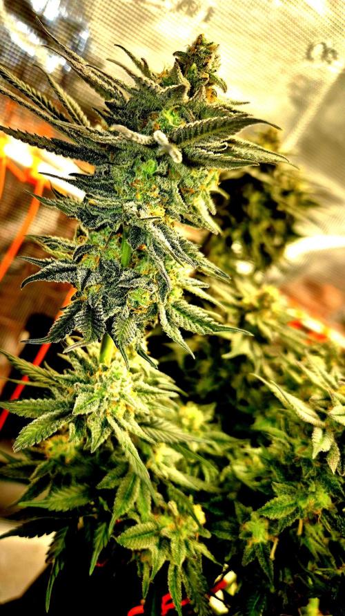 Cream Mandarine main lining. Week 16