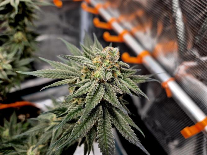 Cream Mandarine main lining. Week 16