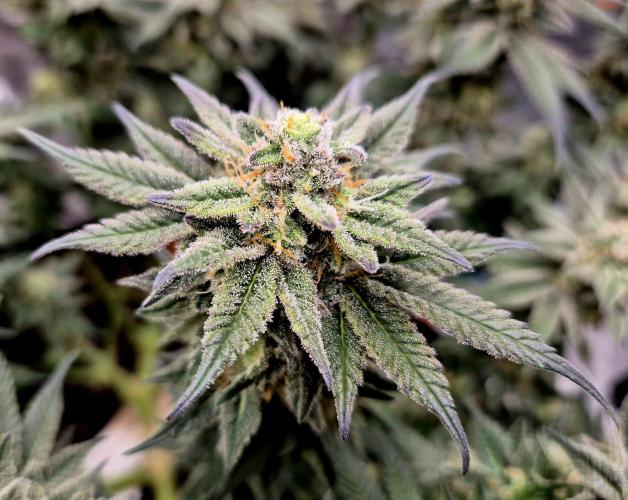Cream Mandarine main lining. Week 16