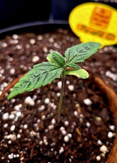 Purple overload (CCG) Sensible Seeds. Week 2