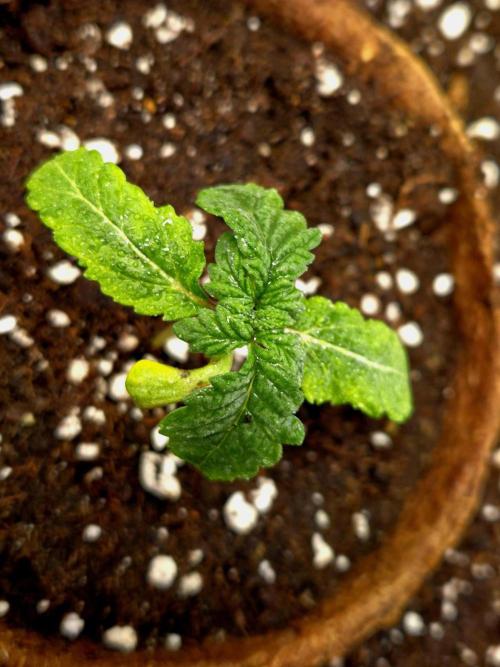 Papaya Stank (CCG) Sensible Seeds. Week 2