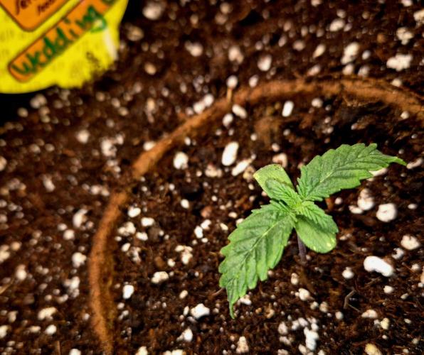 Wedding Cake (CCG) Sensible Seeds. Week 2