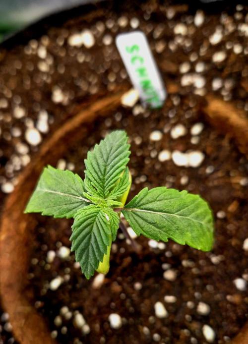 Pink Rozay Original Sensible Seeds. Week 2