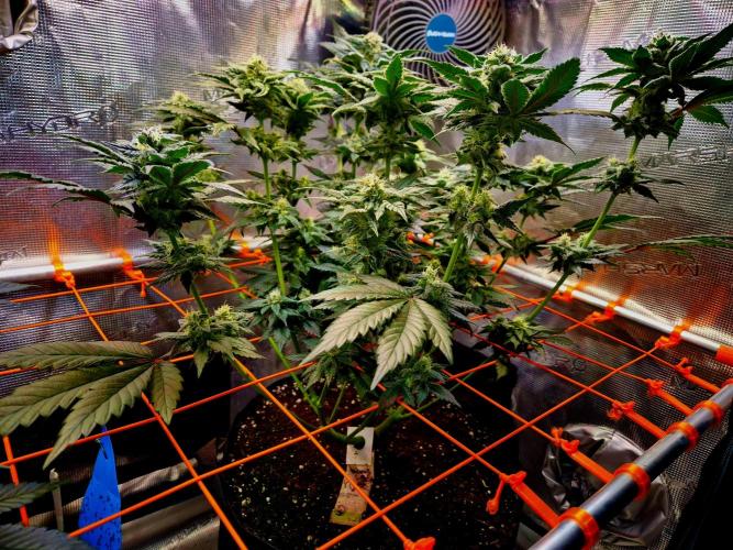 Rainbow Hitter. Week 12