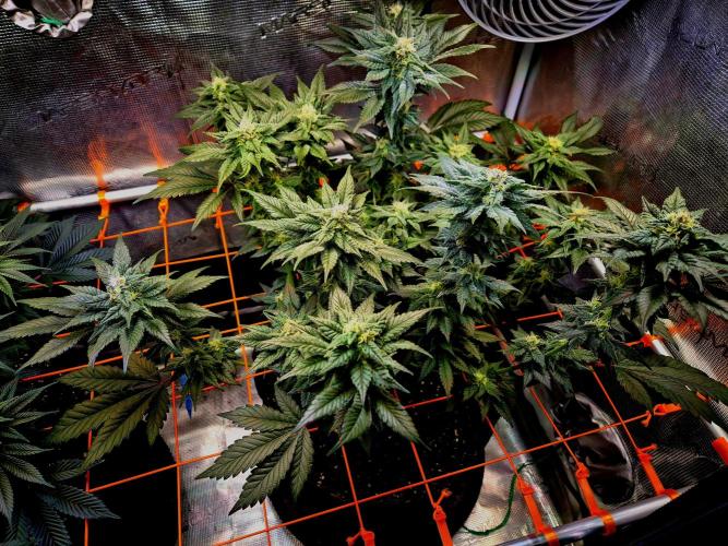 Rainbow Hitter. Week 12