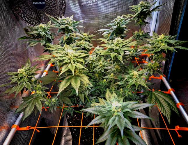 Rainbow Hitter. Week 12