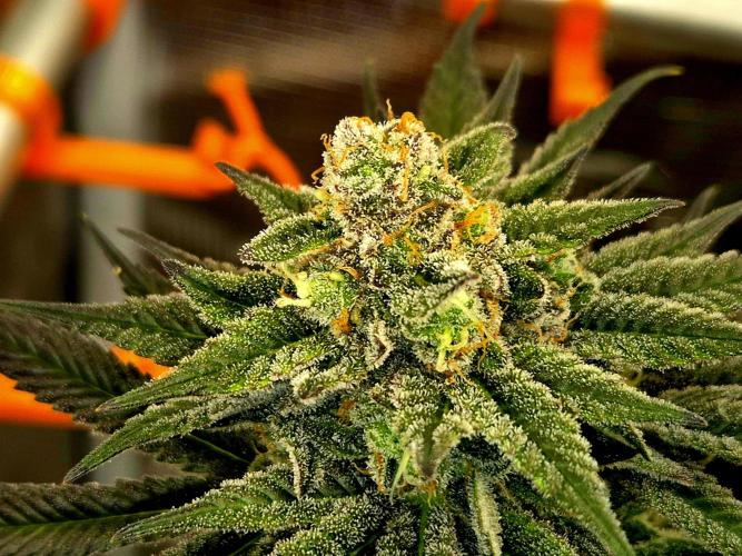 Cream Mandarine main lining. Week 16