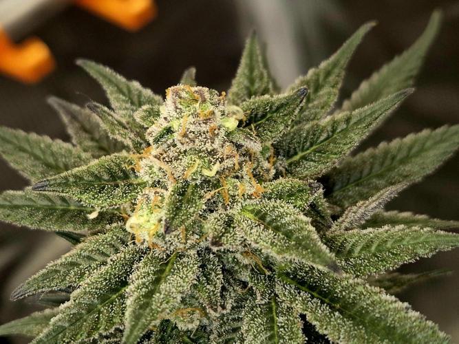 Cream Mandarine main lining. Week 16