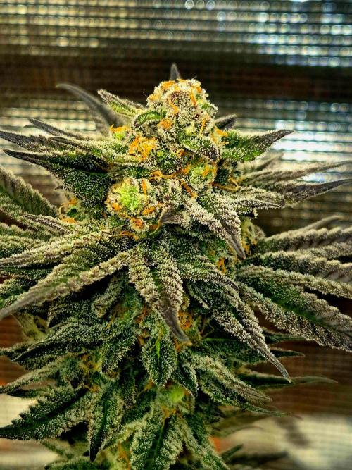 Cream Mandarine main lining. Week 16