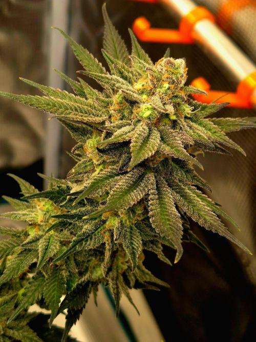 Cream Mandarine main lining. Week 16