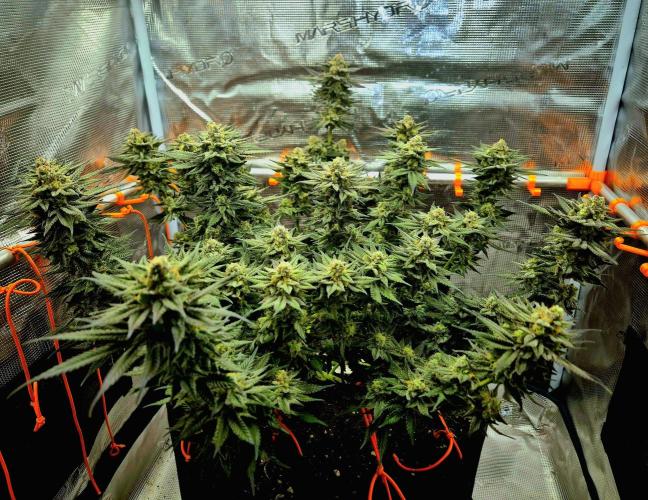 Cream Mandarine Fast Version®. Week 16