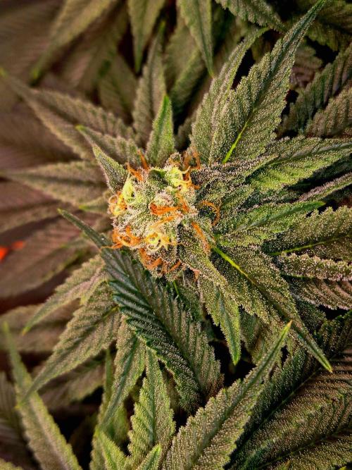 F026 - The Tropical Ice Cream One (USA). Week 12