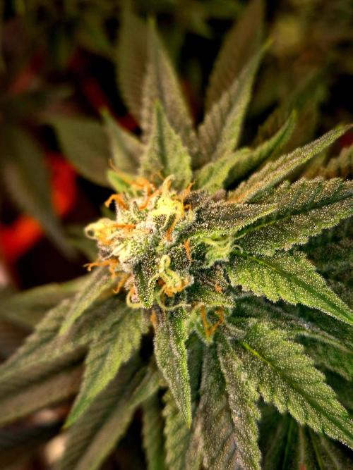 F026 - The Tropical Ice Cream One (USA). Week 12