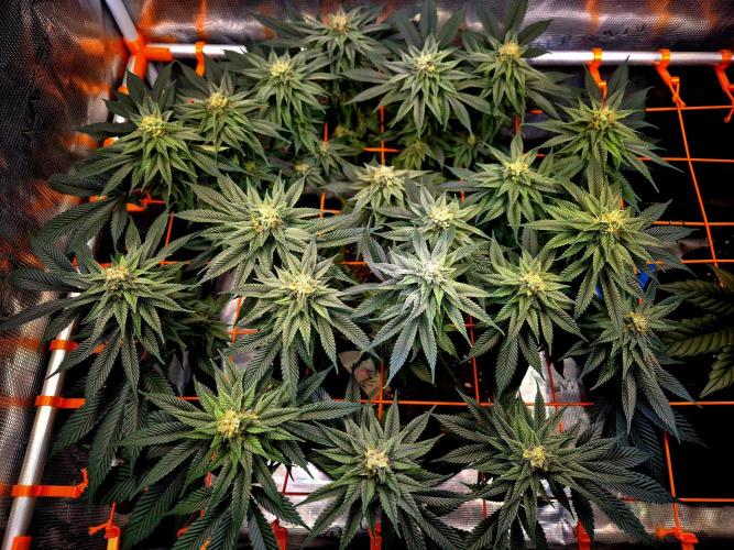 F026 - The Tropical Ice Cream One (USA). Week 12