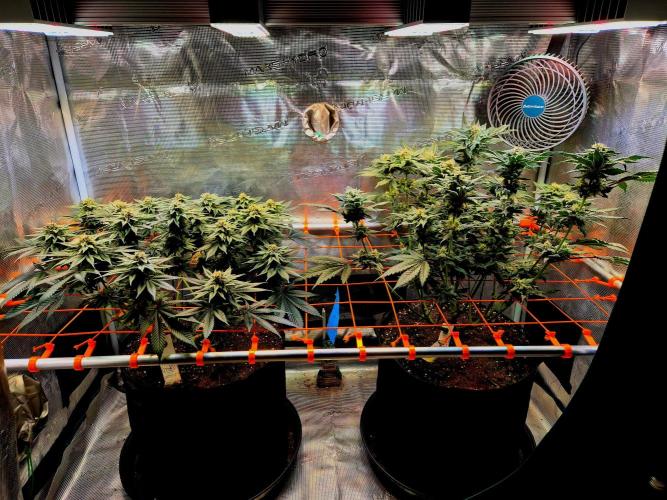 F026 - The Tropical Ice Cream One (USA). Week 13