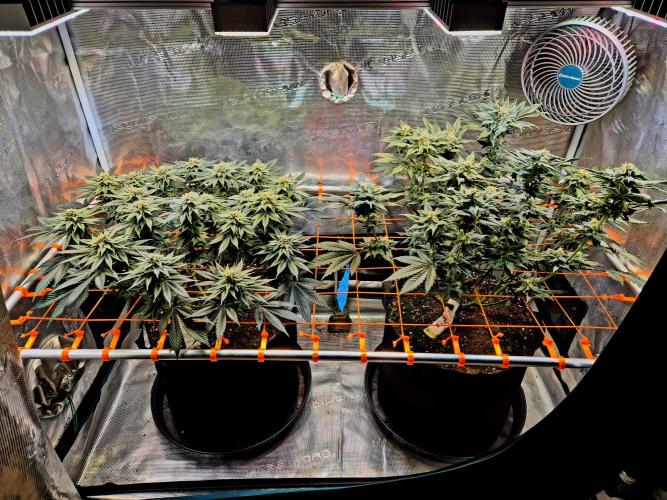 F026 - The Tropical Ice Cream One (USA). Week 13