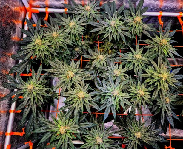 F026 - The Tropical Ice Cream One (USA). Week 13