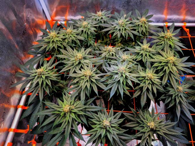 F026 - The Tropical Ice Cream One (USA). Week 13