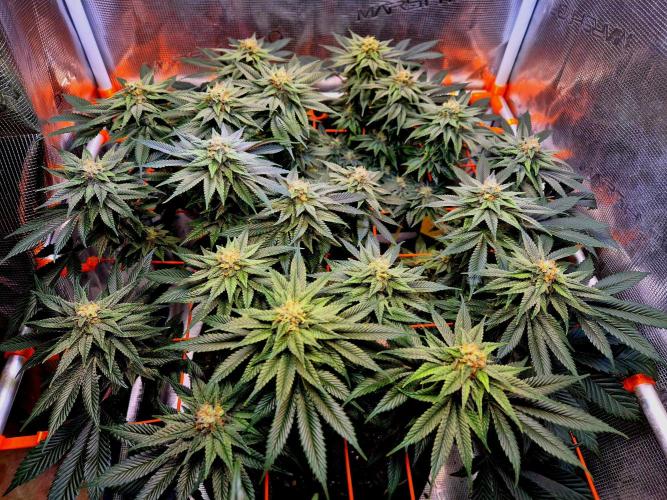 F026 - The Tropical Ice Cream One (USA). Week 13