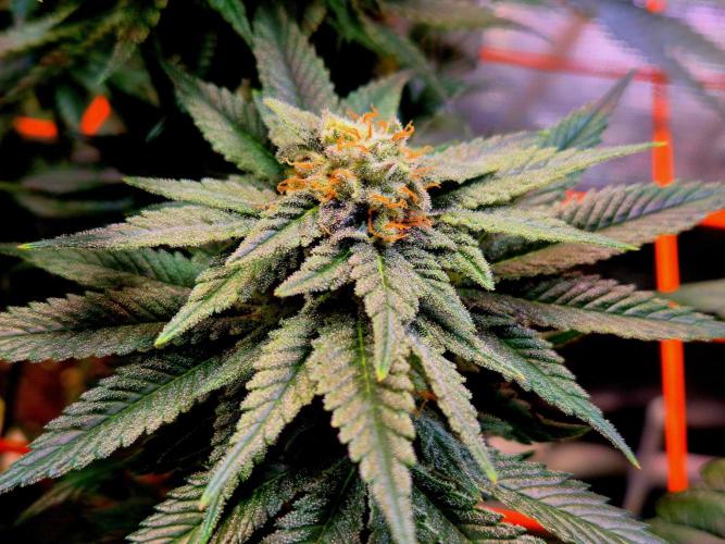 F026 - The Tropical Ice Cream One (USA). Week 13