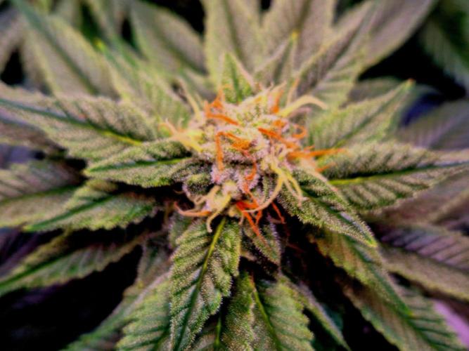 F026 - The Tropical Ice Cream One (USA). Week 13