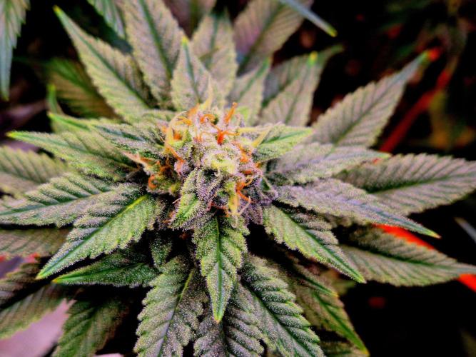 F026 - The Tropical Ice Cream One (USA). Week 13