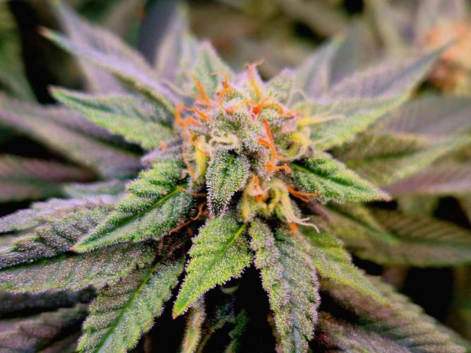 F026 - The Tropical Ice Cream One (USA). Week 13
