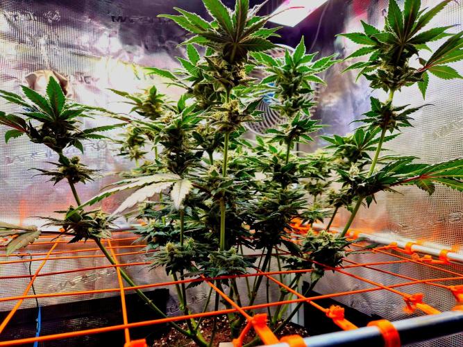 Rainbow Hitter. Week 13