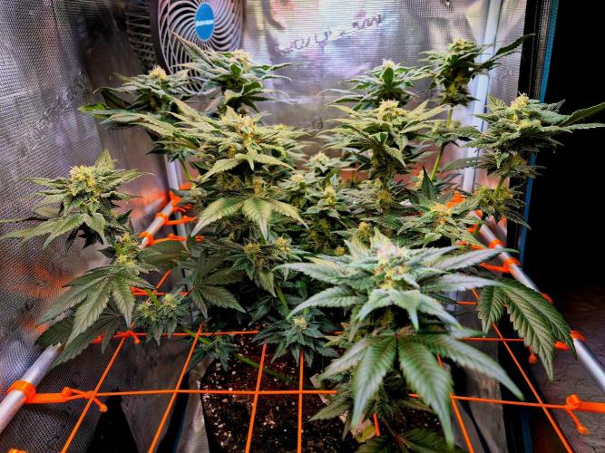 Rainbow Hitter. Week 13