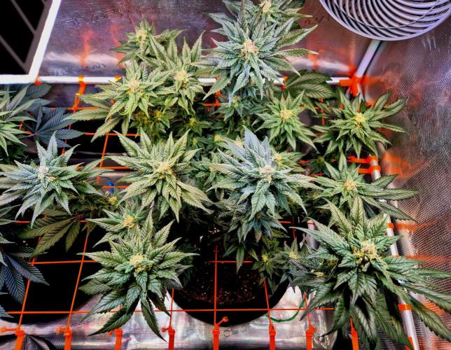 Rainbow Hitter. Week 13