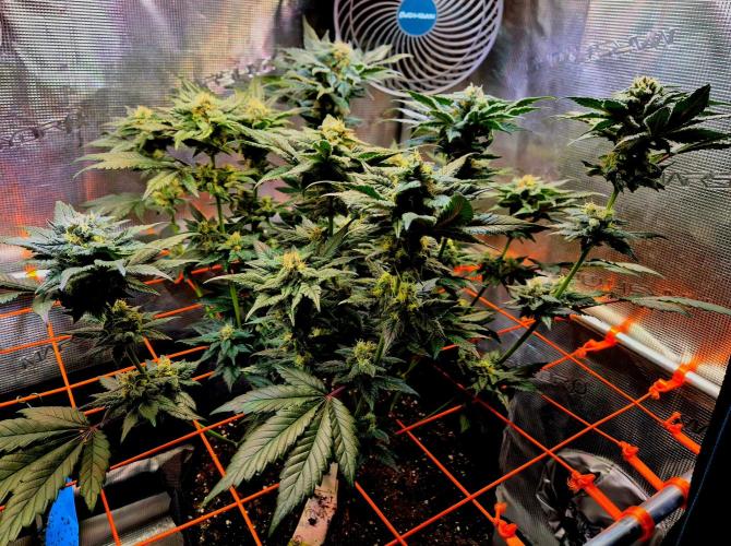 Rainbow Hitter. Week 13