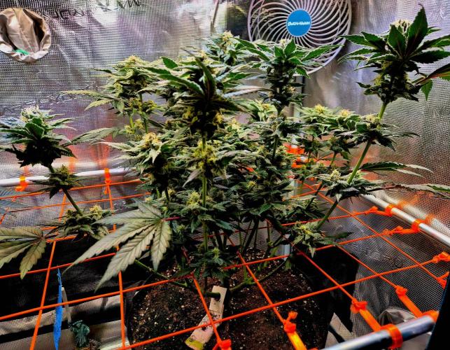 Rainbow Hitter. Week 13