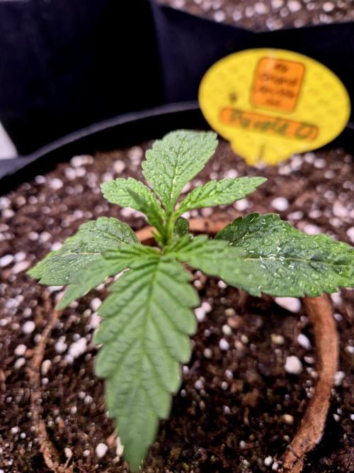 Purple overload (CCG) Sensible Seeds. Week 3
