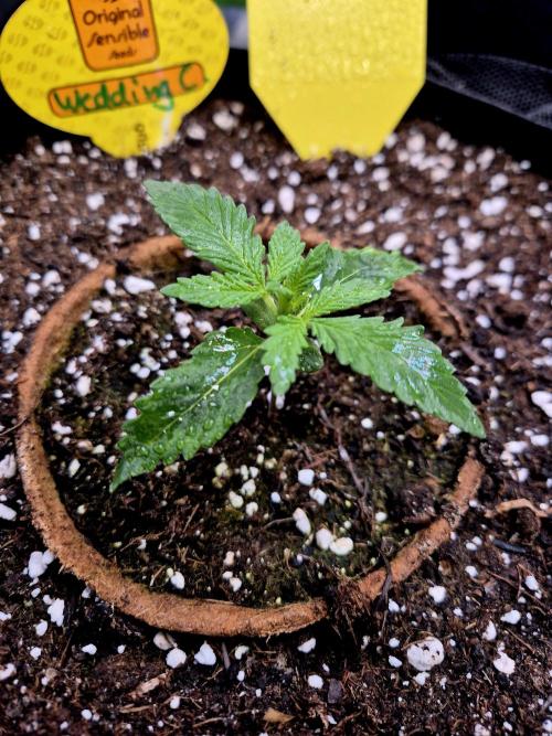 Wedding Cake (CCG) Sensible Seeds. Week 3