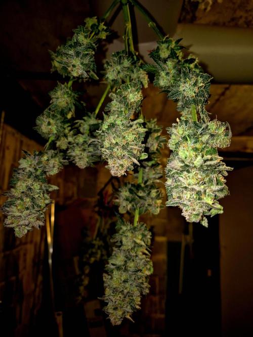 Cream Mandarine main lining. Week 17
