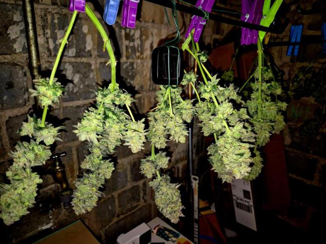 Cream Mandarine main lining. Week 17
