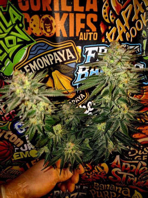 Cream Mandarine Fast Version®. Week 17