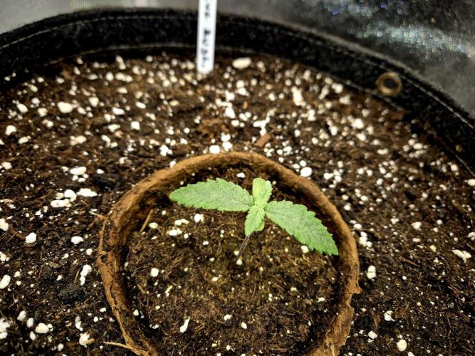 Blue Zushi Dutch Passion. Week 1