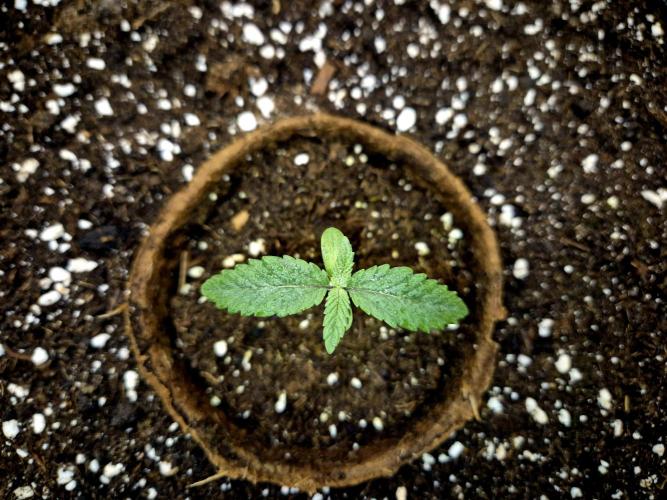 Blue Zushi Dutch Passion. Week 1