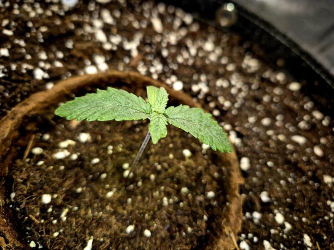 Blue Zushi Dutch Passion. Week 1