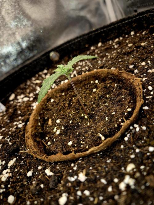 Blue Zushi. Week 1