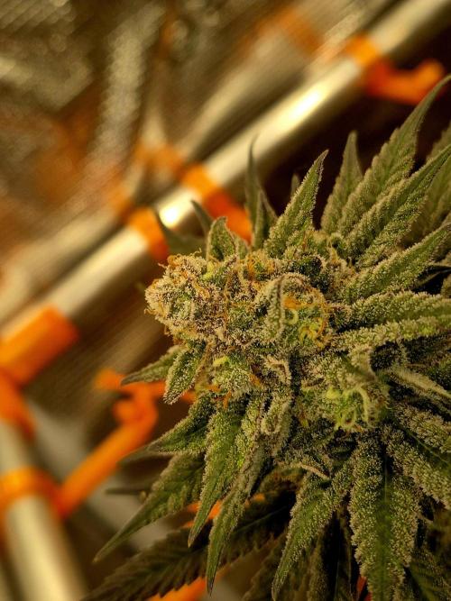 Cream Mandarine main lining. Week 16