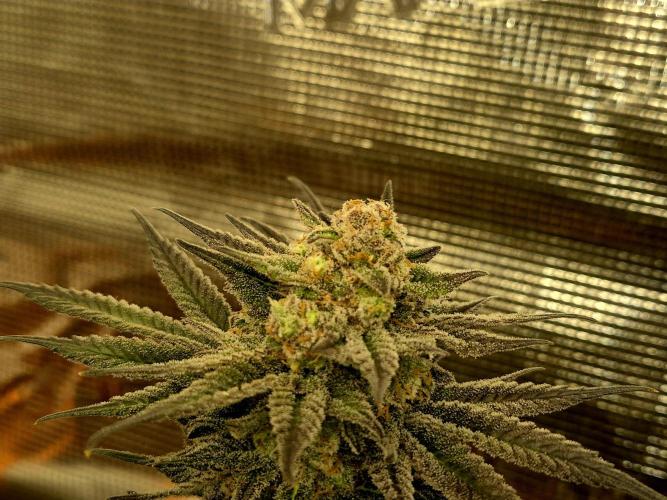Cream Mandarine main lining. Week 16