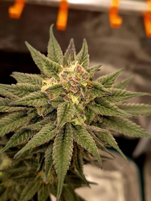 Cream Mandarine main lining. Week 16