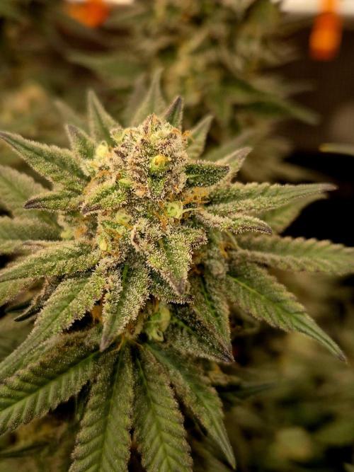 Cream Mandarine main lining. Week 16