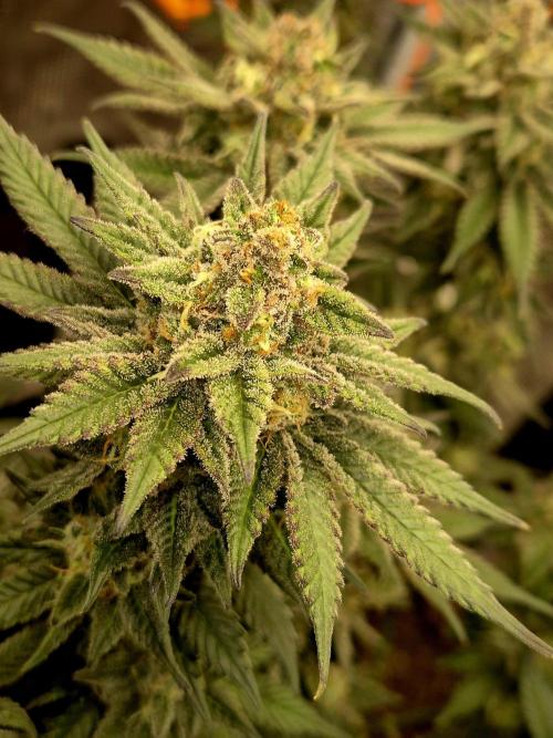 Cream Mandarine main lining. Week 16