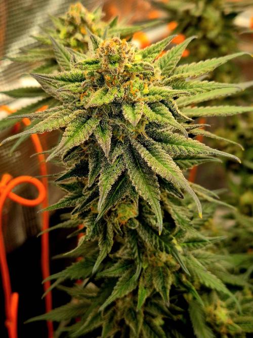 Cream Mandarine main lining. Week 16