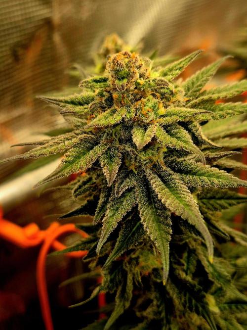 Cream Mandarine main lining. Week 16