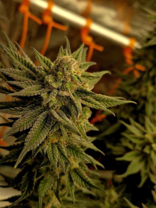 Cream Mandarine Fast Version®. Week 16