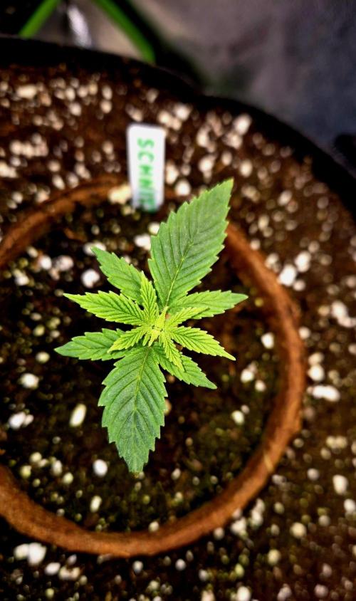 Pink Rozay Original Sensible Seeds. Week 3